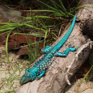 turkoosigekko