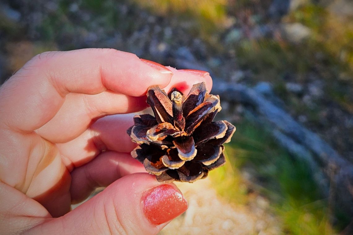 käpy kädessä taustalla metsä
