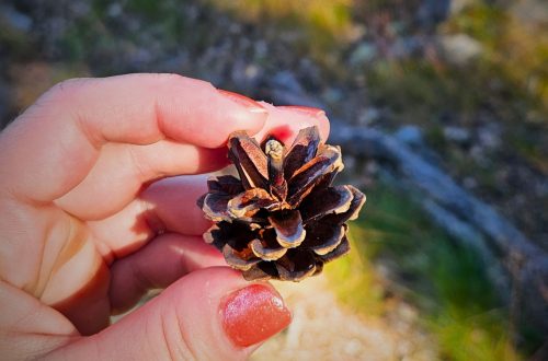 käpy kädessä taustalla metsä